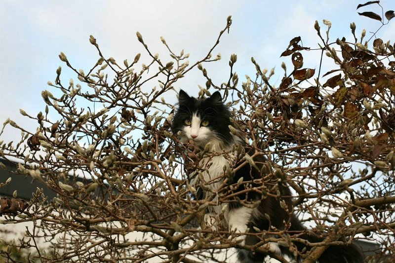 0228Gina_im_Magnolienbaum